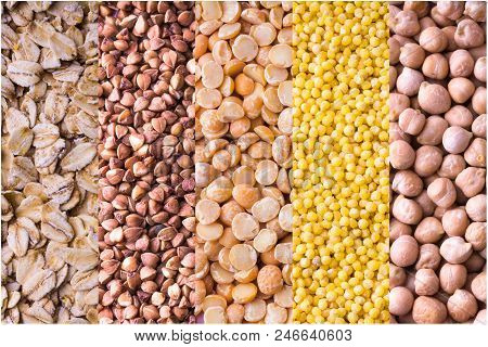 Collage Of Different Crops. Grain Crops Are The Basis Of Life For Both Humans And Animals.