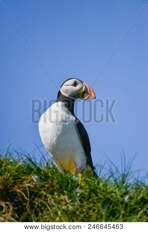 Beautiful Atlantic Puffin Or Comon Puffin Fratercula Arctica In Northumberland England On Bright Spr