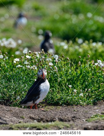 Beautiful Atlantic Puffin Or Comon Puffin Fratercula Arctica In Northumberland England On Bright Spr