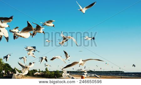 Flock Of Seagulls Circling In The Air At Sea Against Kitesurfers.