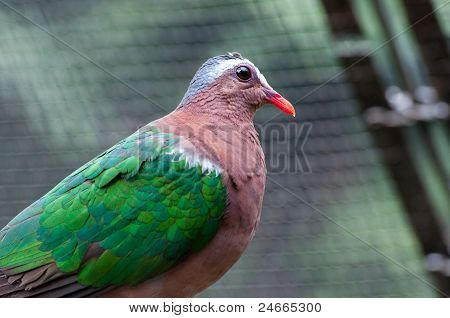 Dove
