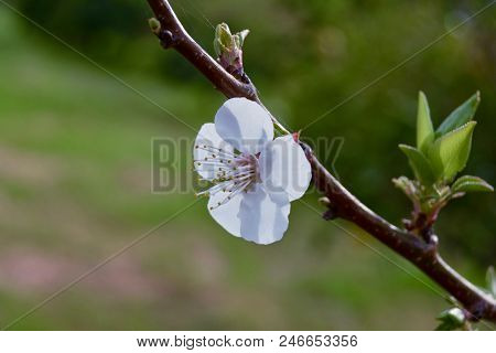 Beyaz Kayısı Çiçeği -  White Flower Of Apricot