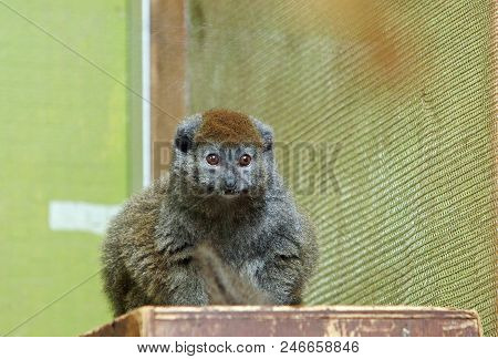 Alaotran Gentle Lemur Resting On A Wooden Box In Captivity