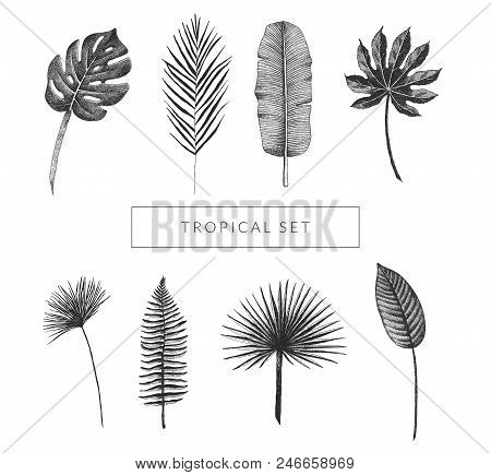 Tropical Leaf Collection. Vector Set Of Hand Drawn Exotic Plants. Monstera, Fan Palm, Banana Leaf, B