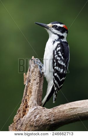 Male Hairy Woodpecker (leuconotopicus Villosus) Perched On A Dead Tree Branch - Ontario, Canada