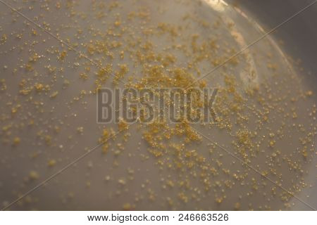 On A White Glass Plate In The Light Of The Sun, Poured Natural Pear Gelatin For The Preparation Of F