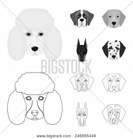 Muzzle Of Different Breeds Of Dogs.dog Of The Breed St. Bernard, Golden Retriever, Doberman, Dalmati