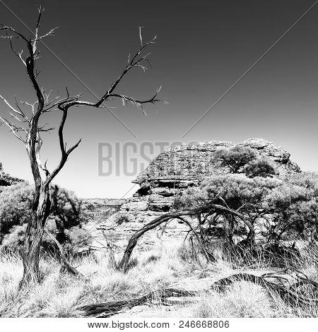 The Kings Canyon Nature Wild And Outback