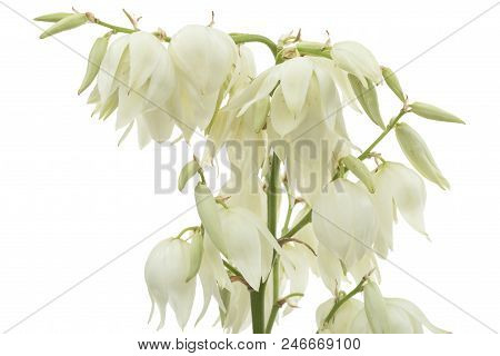 Flower Of Yucca, Isolated On White Background