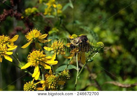 Bumble Bee Sitting On A  Yellow Flower