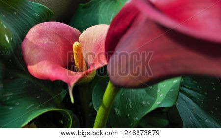 Close Up Shot Of Two Calla Lilies