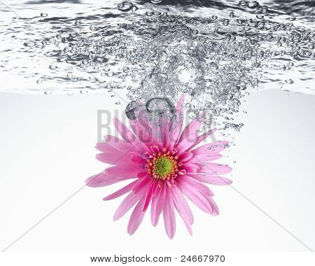 zoet roze daisy in het water