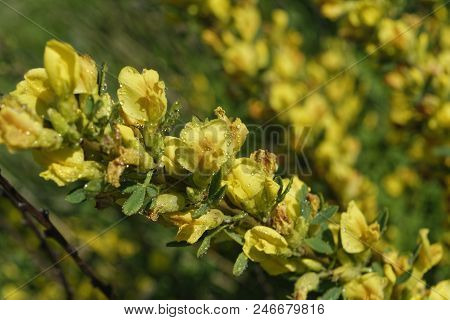 Cytisus Scoparius, The Common Broom Or Scotch Broom.