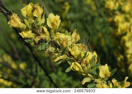 Cytisus Scoparius, The Common Broom Or Scotch Broom.