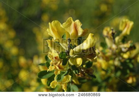 Cytisus Scoparius, The Common Broom Or Scotch Broom.