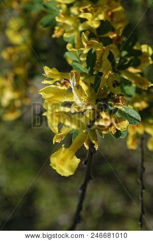 Cytisus Scoparius, The Common Broom Or Scotch Broom.
