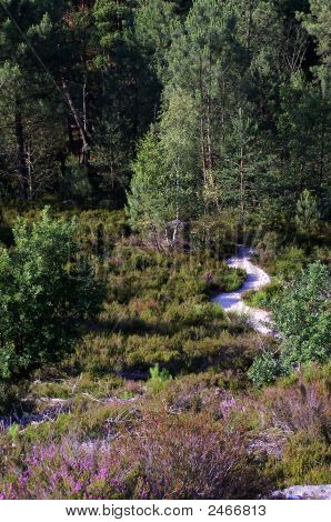 Fontaibeau Forestt
