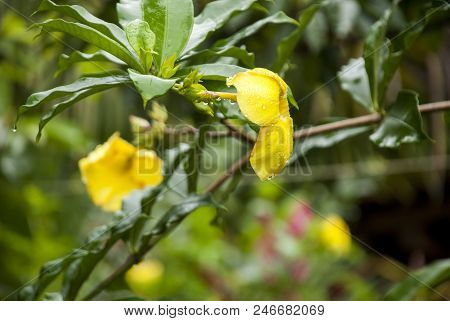 Allamanda Cathartica - Golden Trumpet Flower - A Species Of Flowering Plant Of The Genus Allamanda I