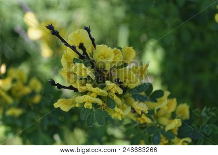 Cytisus Scoparius, The Common Broom Or Scotch Broom.
