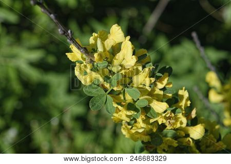 Cytisus Scoparius, The Common Broom Or Scotch Broom.