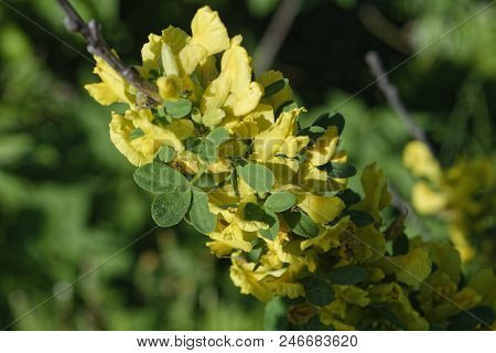 Cytisus Scoparius, The Common Broom Or Scotch Broom.