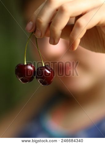 Sweet Cherry Merry In Human Hand With Teenager Girl On Background Close Up Summer Outdoor Photo