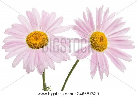 Flowers Of Pyrethrum, Isolated On White Background