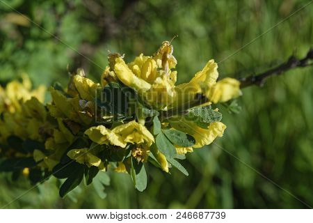 Cytisus Scoparius, The Common Broom Or Scotch Broom.