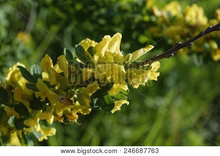 Cytisus Scoparius, The Common Broom Or Scotch Broom.