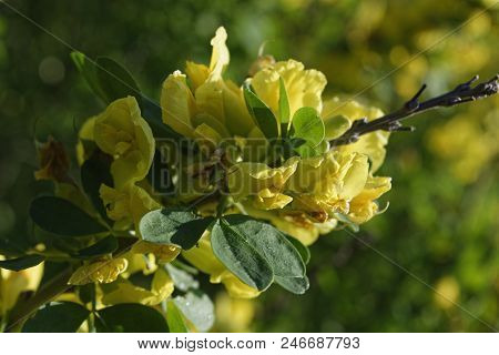 Cytisus Scoparius, The Common Broom Or Scotch Broom.