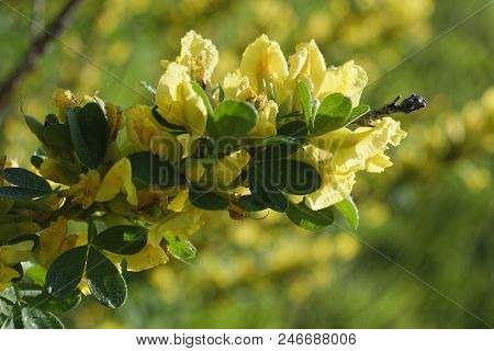 Cytisus Scoparius, The Common Broom Or Scotch Broom.