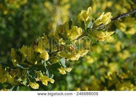 Cytisus Scoparius, The Common Broom Or Scotch Broom.