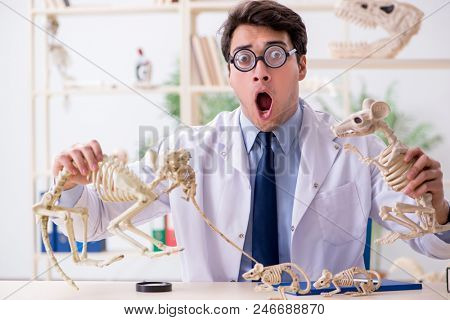 Funny crazy professor studying animal skeletons