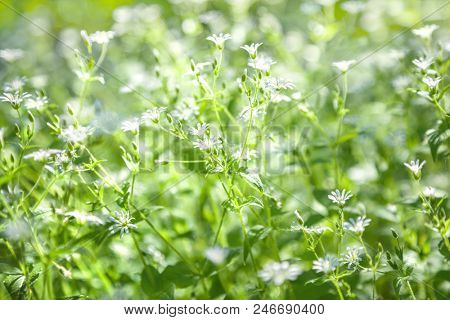 Stellaria holostea flowers