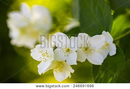 Jasmine Flower On The White Background, Select Focus Close Up