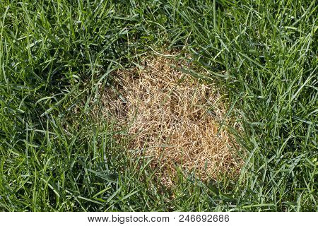Anthracnose Lawn, Death Of Small Areas Of Turf