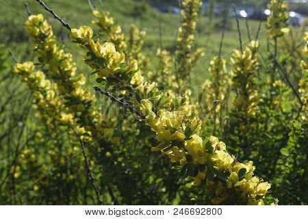 Cytisus Scoparius, The Common Broom Or Scotch Broom.