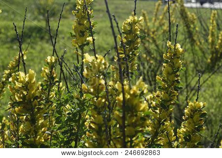 Cytisus Scoparius, The Common Broom Or Scotch Broom.