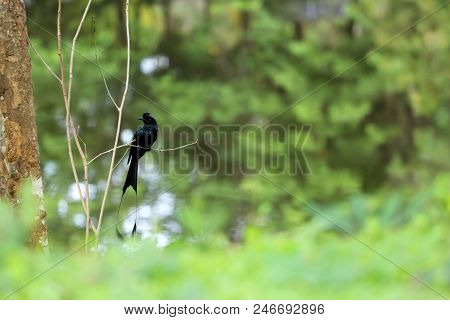 Greater Racket-tailed Drongo Birds On The Tree In The Garden.rain Forest In Thailand.