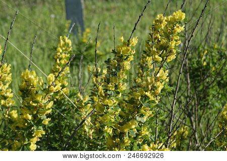 Cytisus Scoparius, The Common Broom Or Scotch Broom.