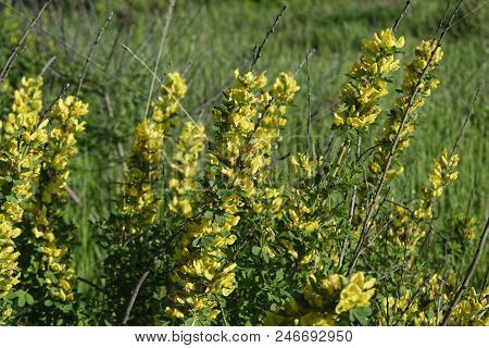 Cytisus Scoparius, The Common Broom Or Scotch Broom.