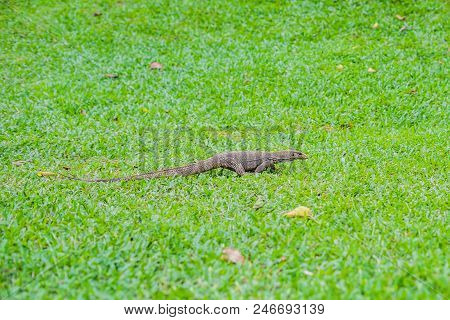 Varanus Lizard In The Foreground On The Grass.