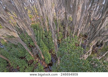 Looking Down In The Spanish Moss Of A Cypress Swamp In Okefenokee Swamp In Georgia
