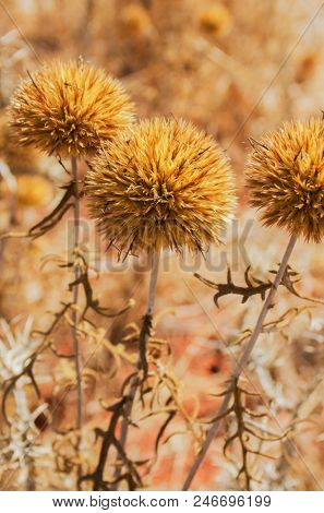 Closeup on dry wild thistles under hot summer sun