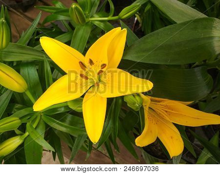 Close Up Of The Wonderful Yellow Lily Flower, Hemerocallis Lilioasphodelus, Intense Colored,