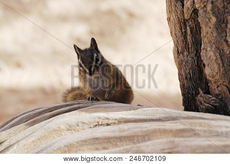 Cute Golden-mantled Ground Squirrel Portrait, Nature Wildlife