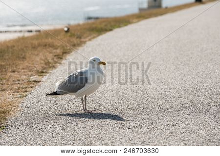 Longest The Coast At The Sea You See A Lot Of This Beautiful Seebird