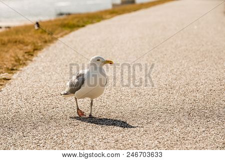 Longest The Coast At The Sea You See A Lot Of This Beautiful Seebird