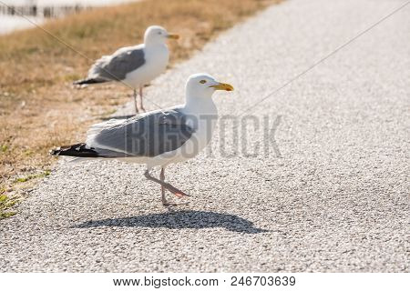 Longest The Coast At The Sea You See A Lot Of This Beautiful Seebird