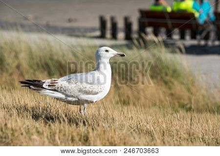 Longest The Coast At The Sea You See A Lot Of This Beautiful Seebird